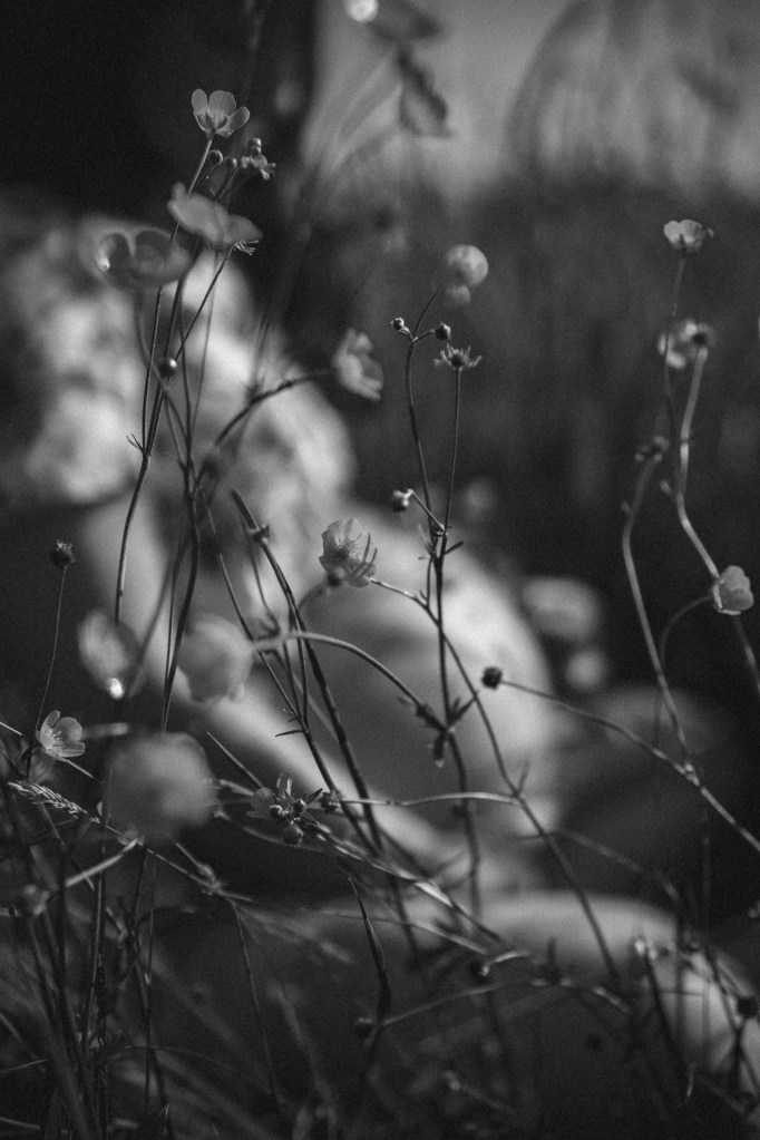 Verschwommenes Bild von einer schwangeren Frau im Gras
