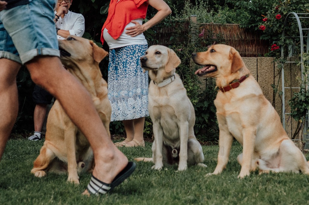Babybauchshooting 3 Blindenhunde auf der Wiese